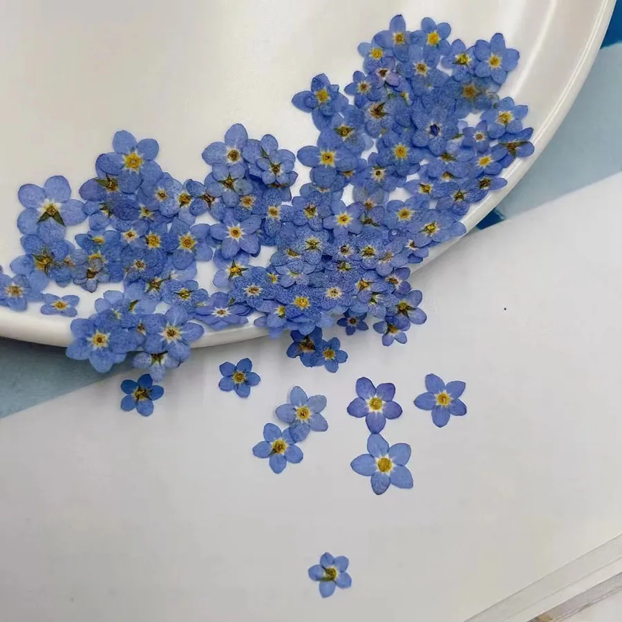 Dried Flower Bookmark - Natuurlijk geperste gedroogde blauwe vergeet-mij-nietjesbloem Myosotis