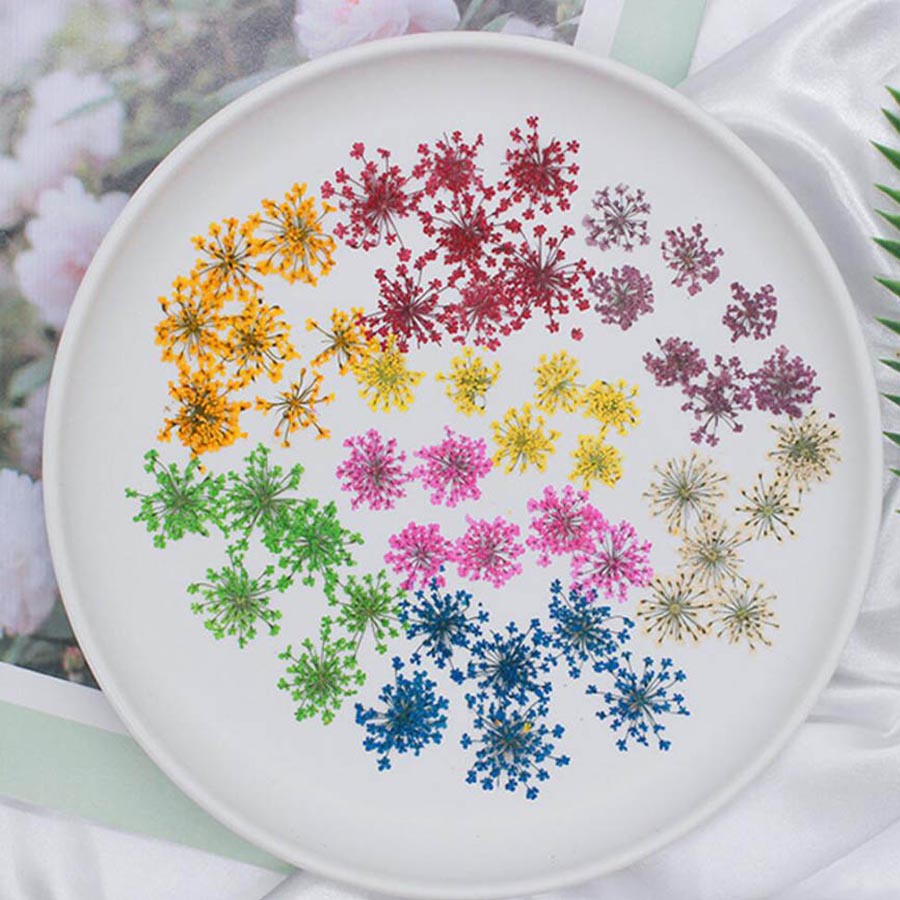Dried Flower Bookmark - 60 stuks geperst gedroogde 15-20mm ammi