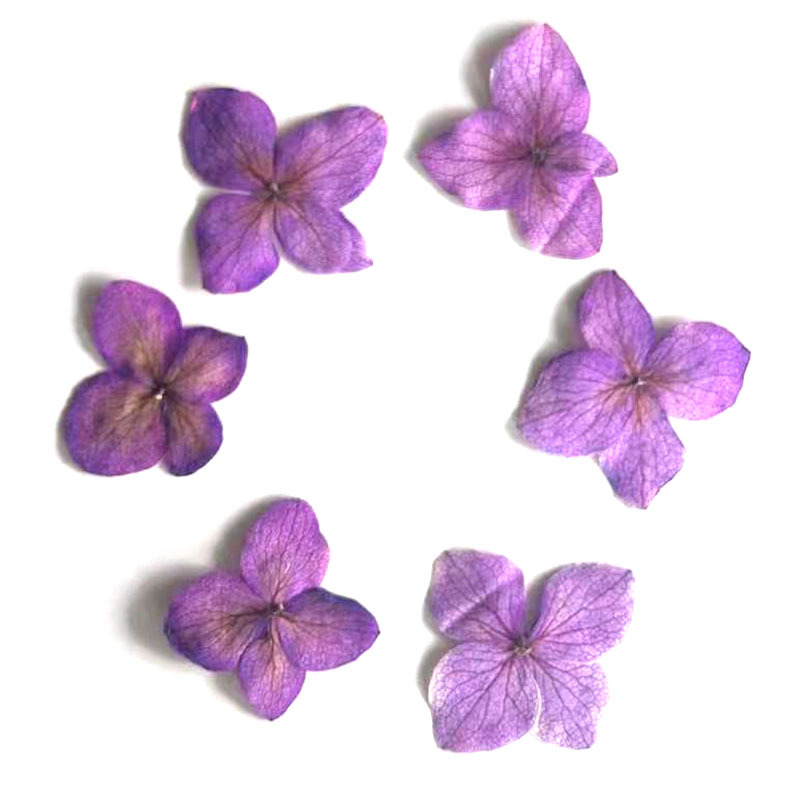 60 stuks Anna Hortensia Kleura - Dried Flower Bookmark recensie en prijs