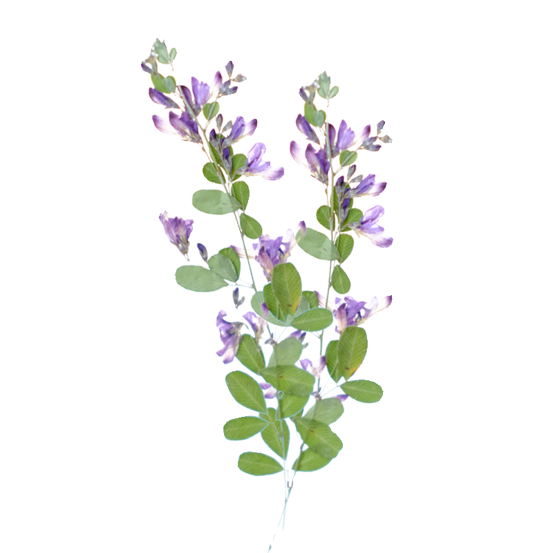 6 stuks, natuurlijke Lespedeza - Dried Flower Bookmark recensie en prijs