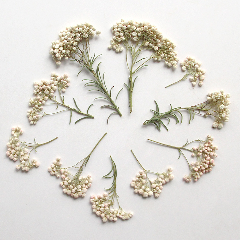 12 stuks, natuurlijke gierstbl - Dried Flower Bookmark recensie en prijs