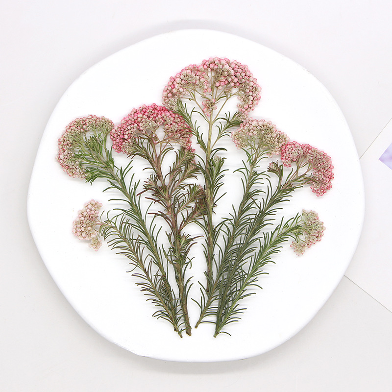 12 stuks, natuurlijke gierstbl - Dried Flower Bookmark recensie en prijs