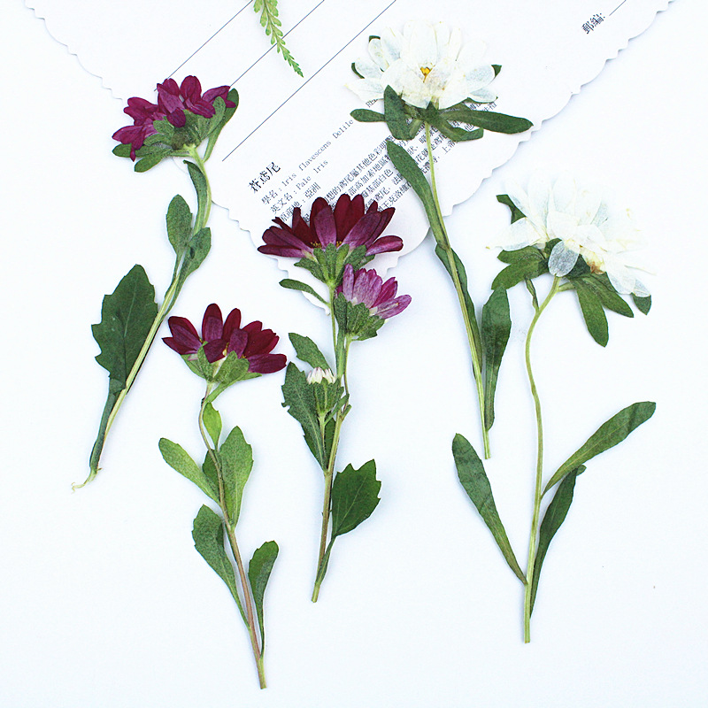 24 stuks, Mini Chrysant Gepers - Dried Flower Bookmark recensie en prijs